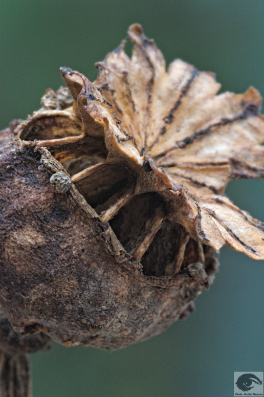  MG 3998r welke Blumen